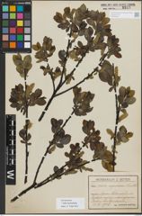 Foto von Salix myrsinifolia Salisb.